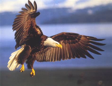 Aigle 